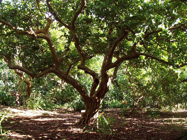 фото отеля Quinta das Buganvilias изображение №5