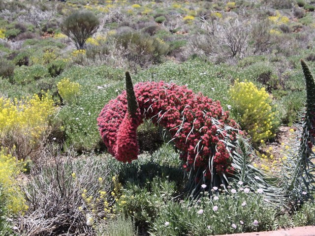 фото Parador de Canadas del Teide изображение №30