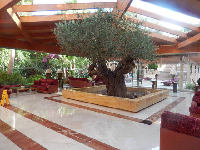 фото отеля Allsun Hotel Palmira Cormoran изображение №25