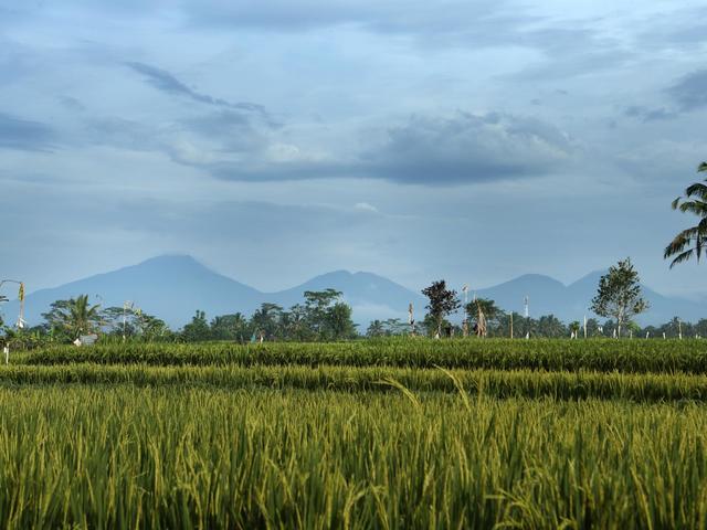 фото Alila Ubud изображение №34