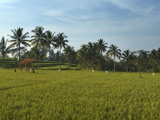 фото Alila Ubud изображение №14