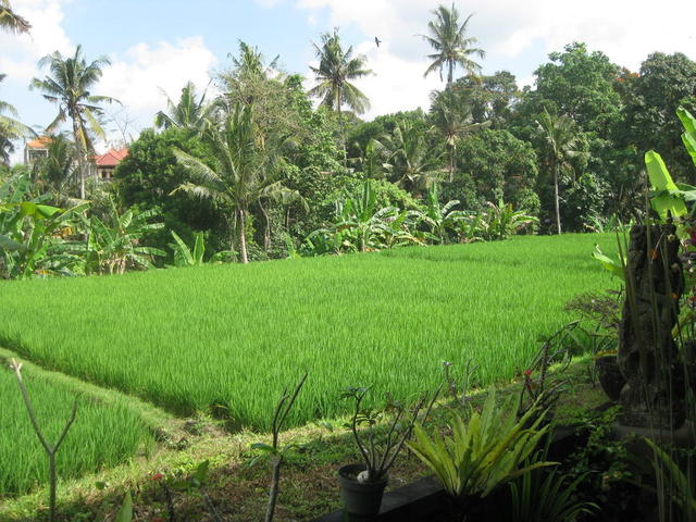 фотографии отеля Ubud Sensasi Bungalows изображение №7