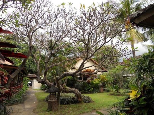 фото отеля Bali Lovina Beach Cottage изображение №5
