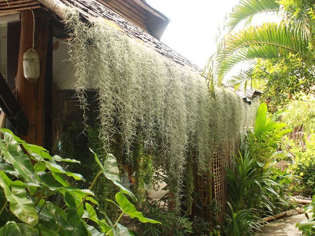 фотографии Bamboo Village изображение №20