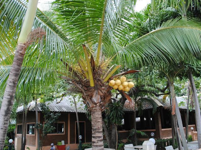 фото отеля Royal Orchid Resort изображение №9