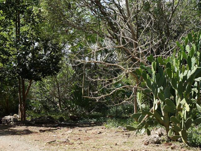 фотографии Casa Cenote Popol Vuh изображение №20