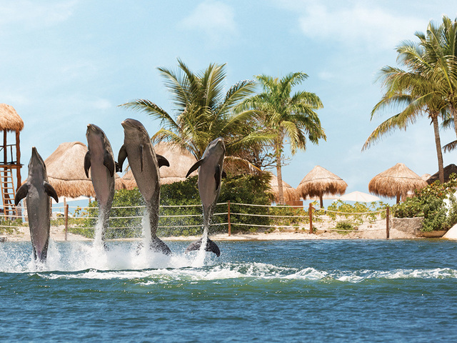 фото отеля Hyatt Ziva Cancun (ex. Dreams Cancun; Camino Real Cancun) изображение №57