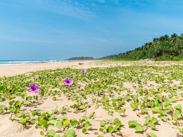 фотографии Sri Budhasa Ayurveda Resort Ayurveda Walauwa изображение №12