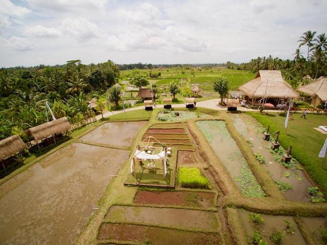 фотографии отеля Desa Visesa Ubud изображение №23