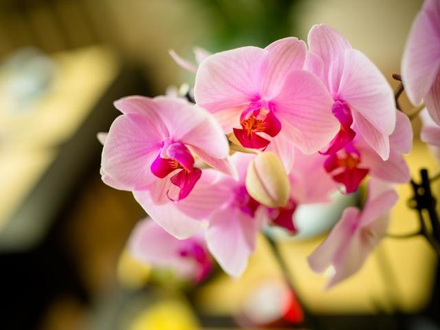 фотографии Locanda Orchidea изображение №8
