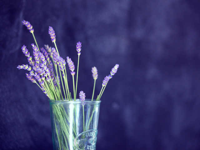 фото Lavender изображение №30