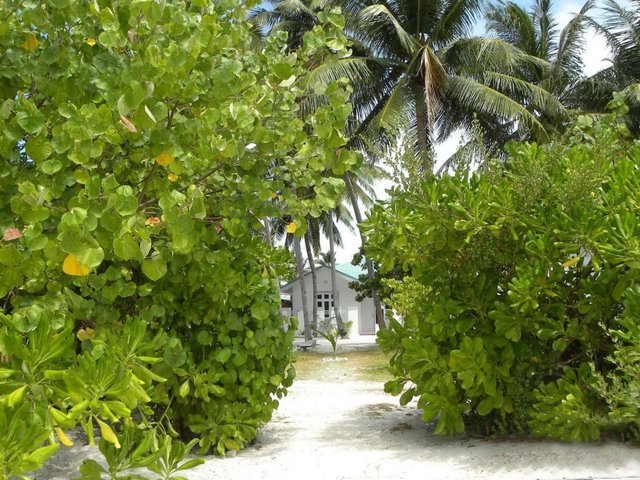 фотографии отеля Vaali Beach & Dive Lodge Maldives изображение №15