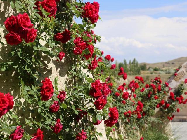 фото Ajwa Cappadocia изображение №2