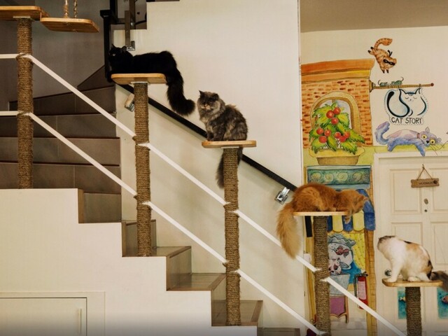 фото Cat Story Hotel (ex. The Silk View) изображение №2
