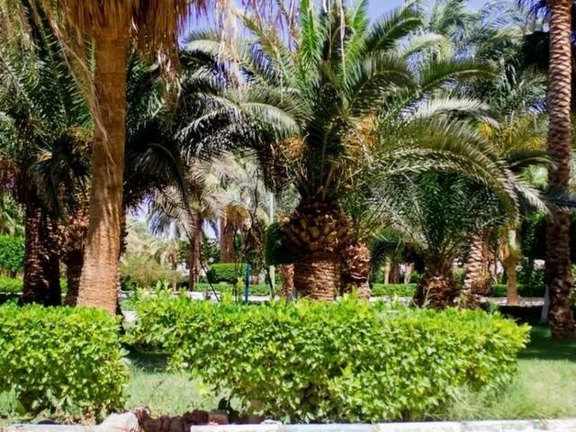 фотографии отеля Al Mas Palace Hotel & Beach Resort изображение №7