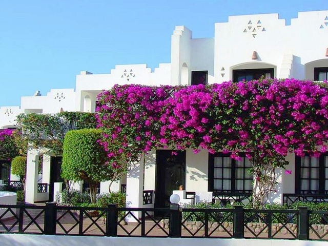 фотографии отеля Verginia Sharm Resort & Aqua Park (ех. Verginia Sharm; Sol Verginia) изображение №19