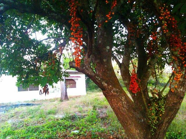 фото Botanic Country House Zanzibar изображение №2