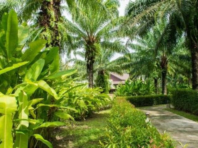 фотографии Palm Kiri Resort изображение №12