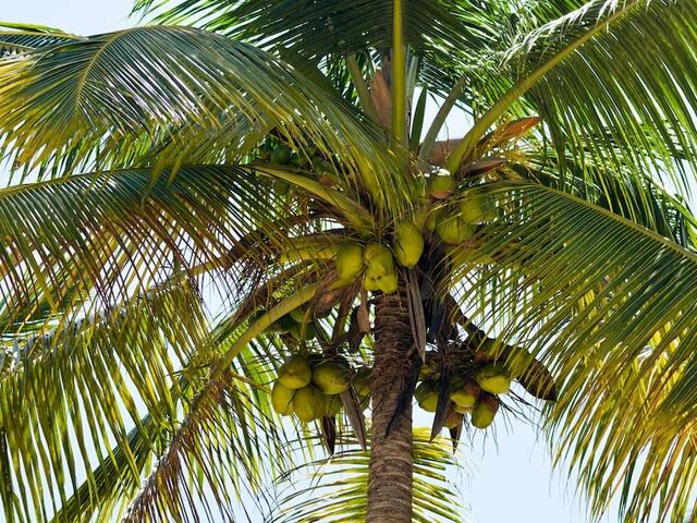 фотографии Bwejuu Beach Palm Villa изображение №4