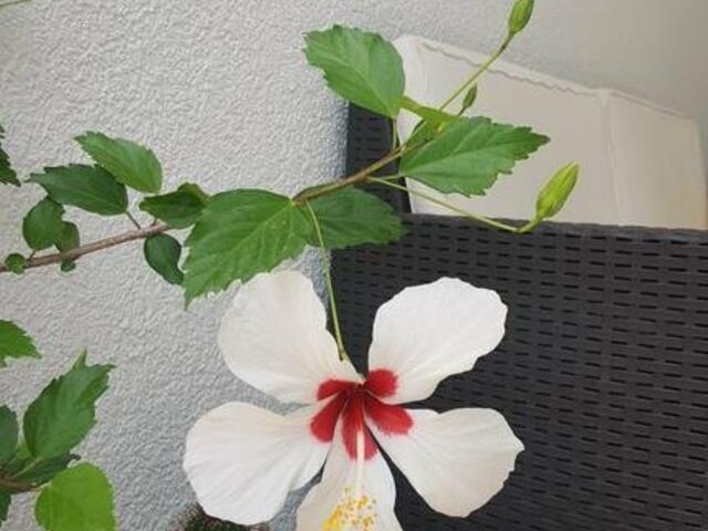 фото Hibiscus Guest House изображение №2