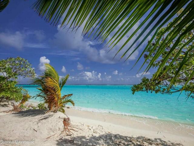 фотографии отеля Thoddoo Beach View Maldives изображение №11