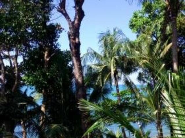 фото Paradise Palms изображение №2