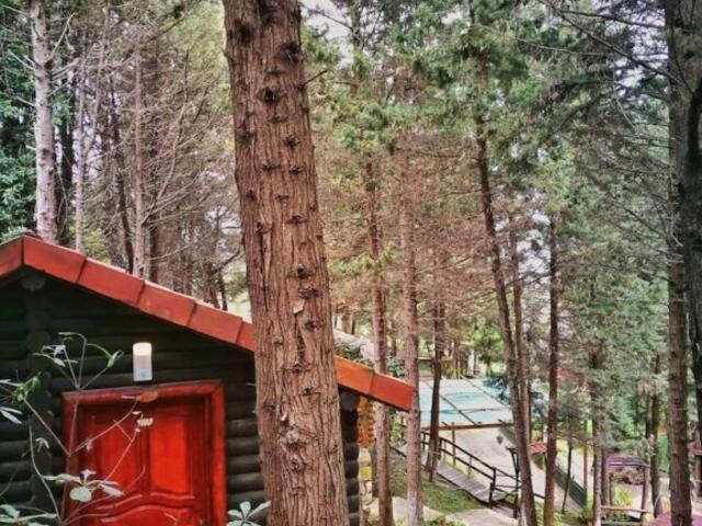 фото Agva Orman Evleri (Forest Lodge) изображение №2