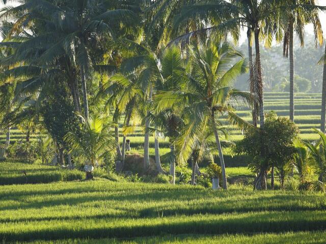 фото Luxe Villas Bali изображение №6