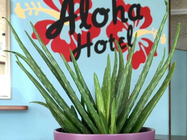 фотографии Hotel Aloha изображение №16