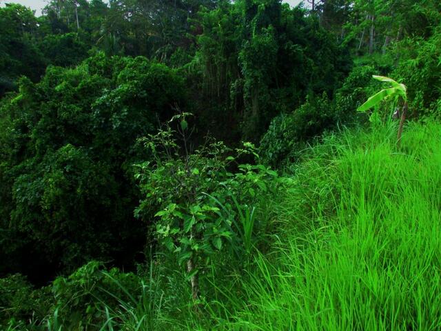 фотографии отеля Temuku Villas Ubud изображение №3