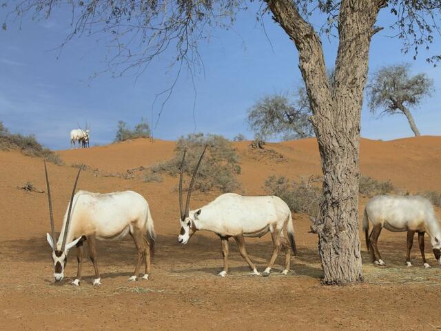 фотографии отеля Banyan Tree Al Wadi изображение №3