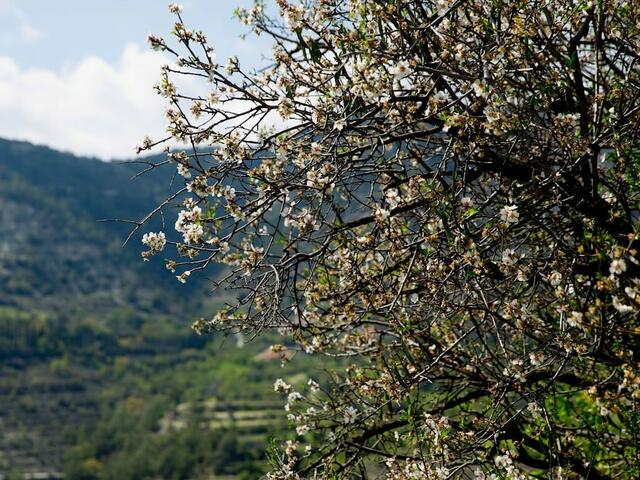 фото The Old Olive Mill изображение №18