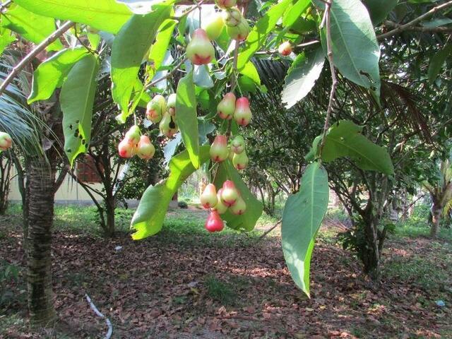 фото отеля Orchard Fruit Farm Bungalow изображение №13