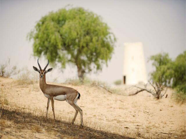 фото Banyan Tree Al Wadi изображение №2