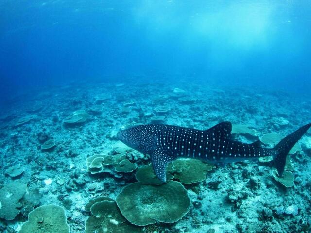 фотографии отеля Whale Shark Inn Maldives изображение №11