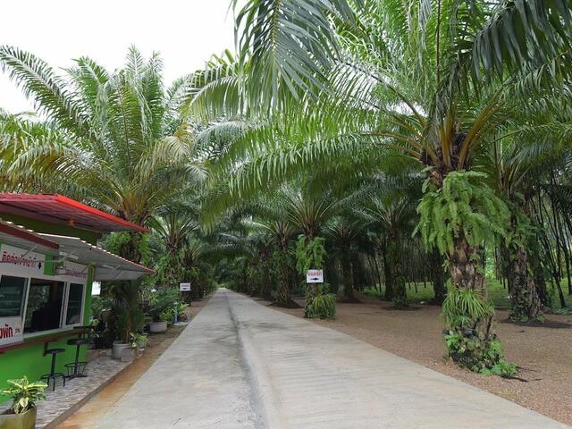 фото Palm Kaew Resort Krabi изображение №2