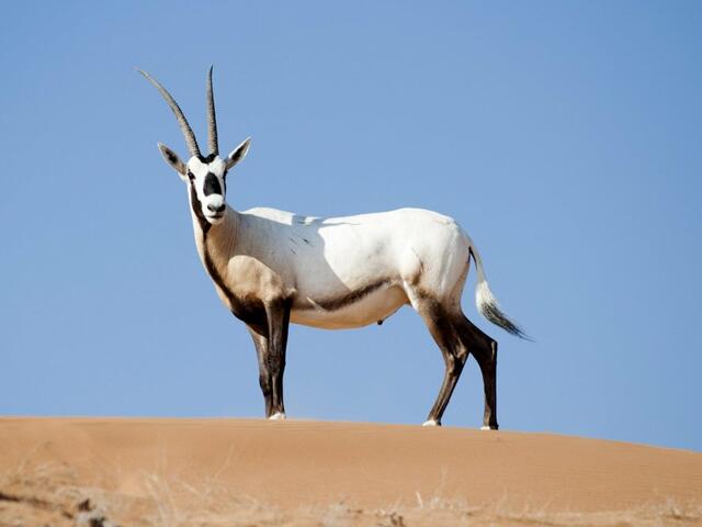 фотографии Banyan Tree Al Wadi изображение №16