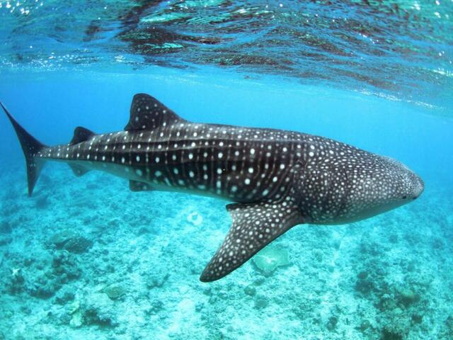 фотографии Whale Shark Inn Maldives изображение №8