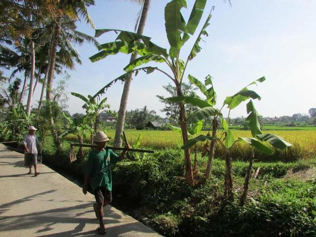 фотографии отеля Temuku Villas Ubud изображение №23