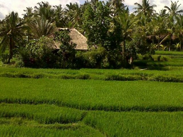 фотографии Arjana Bungalows Rice Field изображение №4