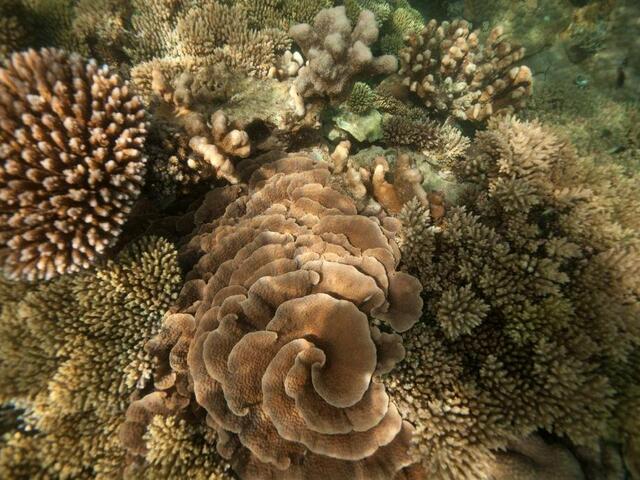 фото Chumbe Island Coral Park изображение №14