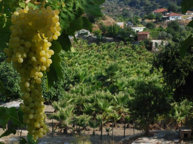 фото Palm House Dalyan изображение №2