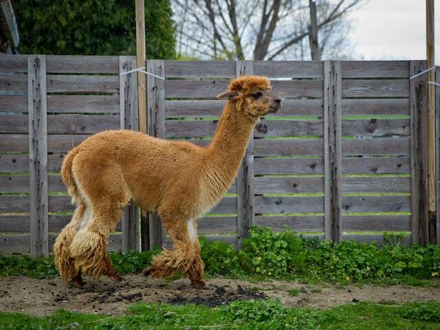 фотографии Cascina Vecchia Alpacas изображение №20