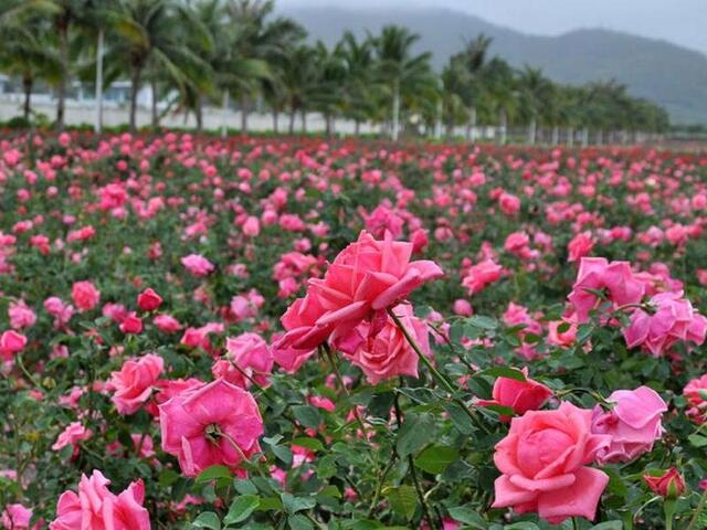 фотографии отеля Yalong Bay Sanya Farinn - Zai Tian Bian изображение №11