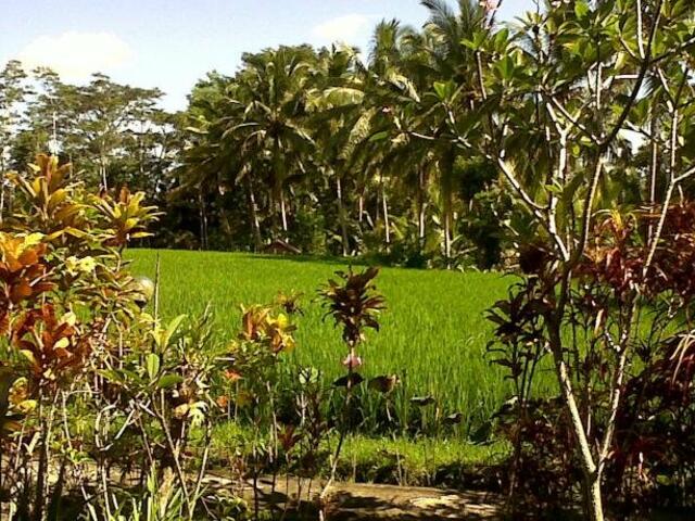 фотографии отеля Arjana Bungalows Rice Field изображение №3