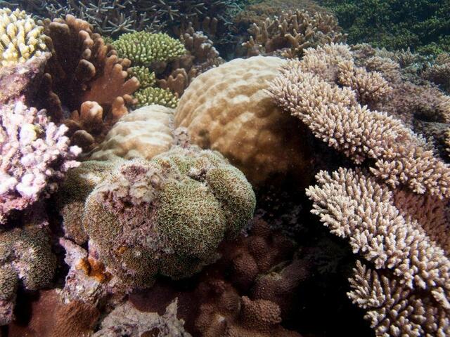 фотографии Chumbe Island Coral Park изображение №12