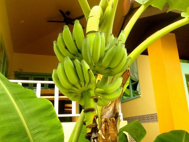 фото Villa Banana изображение №14